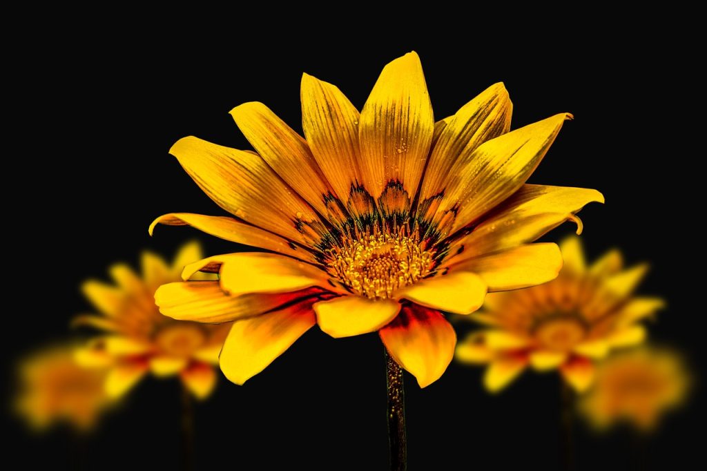 flower, botany, gerbera